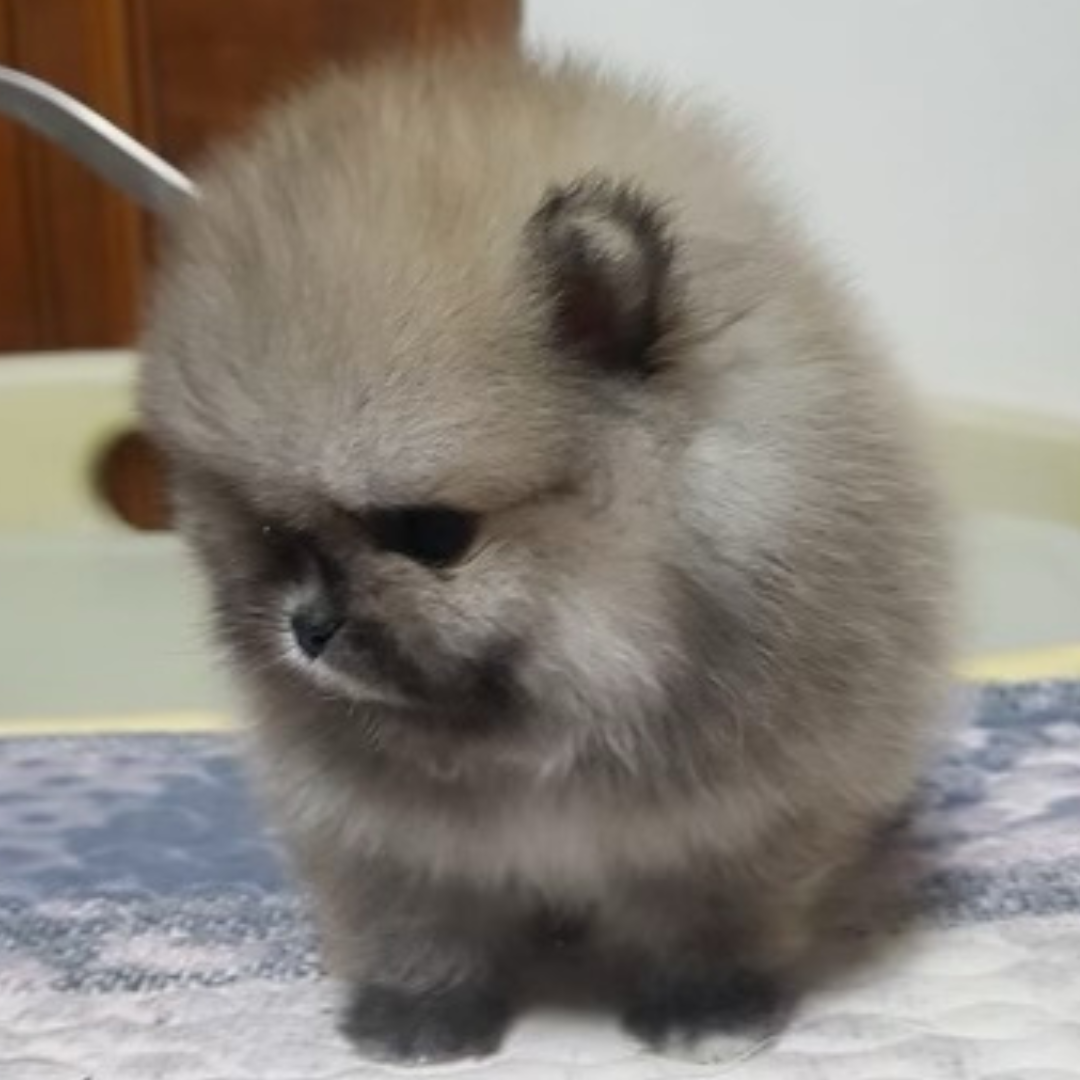 Teacup teddy bear pomeranian top for sale near me